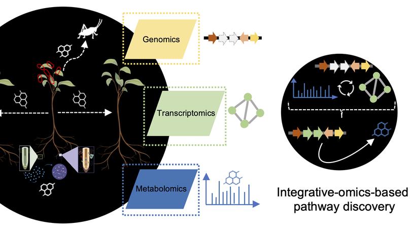 Integrative omics approaches for biosynthetic pathway discovery in plants